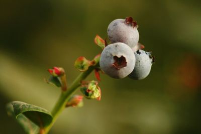 Close-up of fruit growing on plant