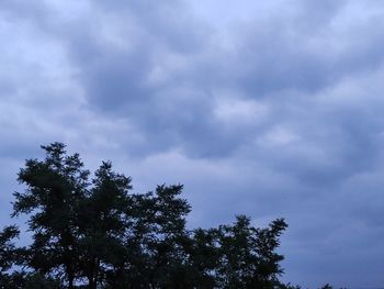 Low angle view of tree against sky