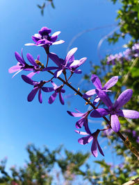 Low angle view of pink flowering plant