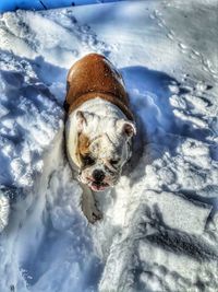 High angle view of dog on snow covered landscape