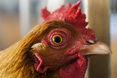 Close-up of rooster