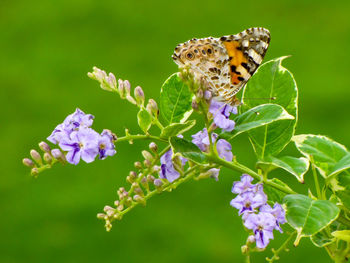 Close-up of butterfly pollinating on purple flower