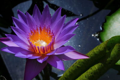 Close-up of purple lotus water lily