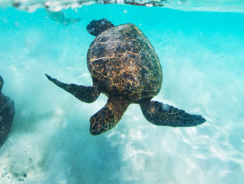 View of turtle swimming in sea