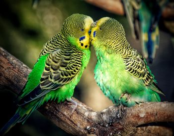 Close-up of parrot perching on tree