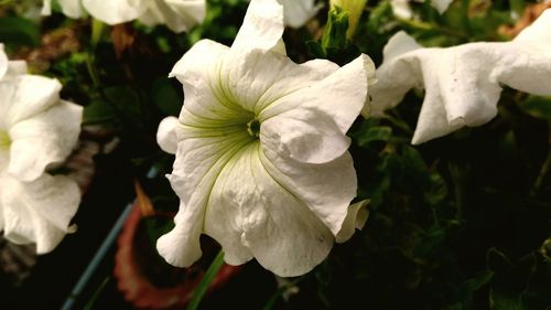 Close-up of flower blooming outdoors