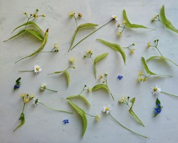 High angle view of plants on table