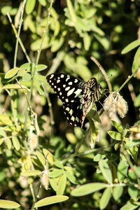 Close-up of butterfly pollinating flower