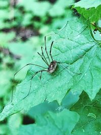 Close-up of spider on leaf