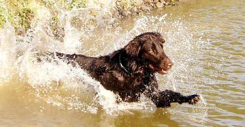 Dog running in water