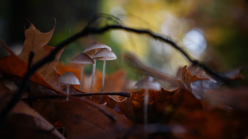 Close-up of mushroom growing on plant