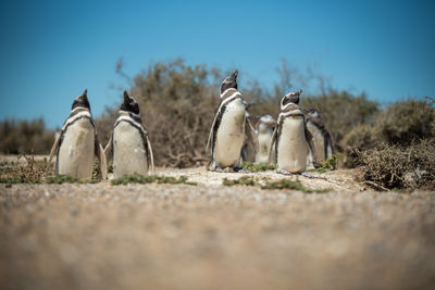 View of an animal against clear sky