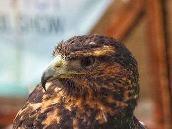 Close-up of bird