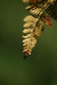 Close-up of pine cones on branch