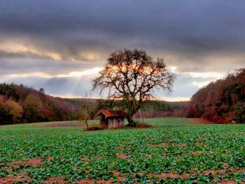 Trees on field against sky during autumn