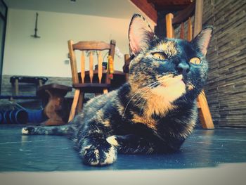 Close-up of cat relaxing at home