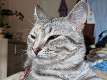 Close-up of cat relaxing at home