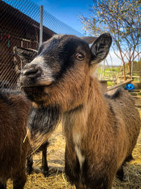 Close-up of a goat on field