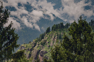 Panoramic view of trees in forest against sky