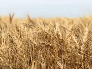 Stalks on field against sky