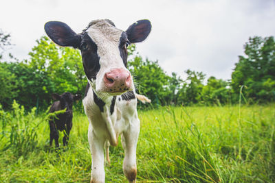 Portrait of cow on field