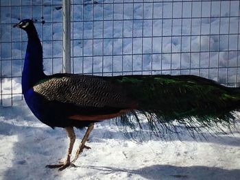 bird