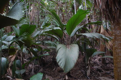 View of palm trees