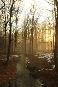 Bare trees in forest during winter