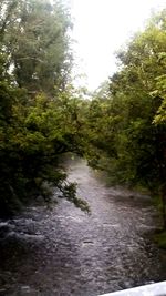 River amidst trees in forest