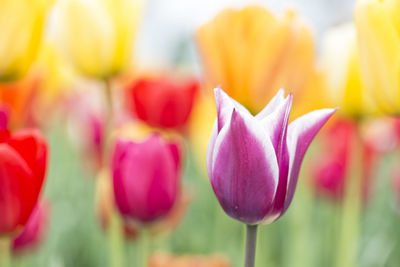 Close-up of pink tulips