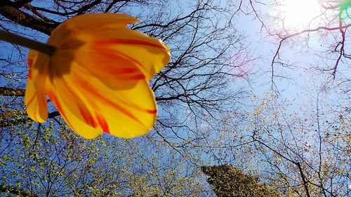 Low angle view of flowers against sky