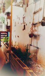 Potted plants on table at home