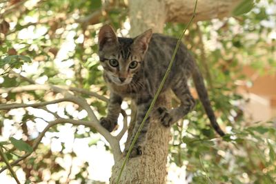 Portrait of cat standing on tree