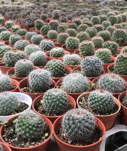 Close-up of cactus in a pot for sale