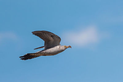 Low angle view of eagle flying against clear blue sky