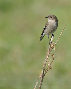 Close-up of bird perching