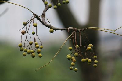 Close-up of berries growing on tree