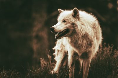 Dog looking away on field