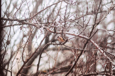 Low angle view of bird perching on branch