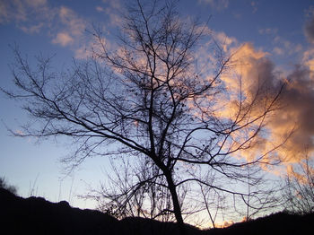 Low angle view of silhouette bare trees against sky