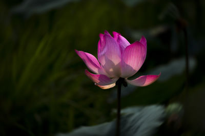 Close-up of pink water lily in lake