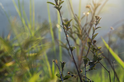 Close-up of plant