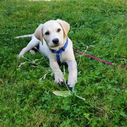 Portrait of dog on grass