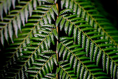 Full frame shot of green leaves