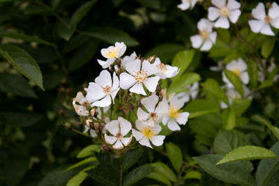 Close-up of white flowering plant