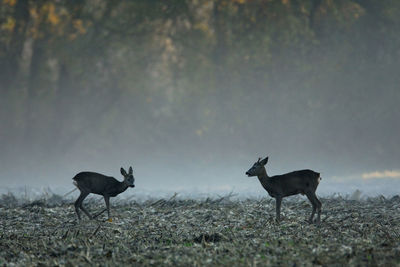 The roe deer looking for the food on the field