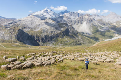 Flock of sheep in the mountain pastures in front of the grande motte glacier in the alps in france