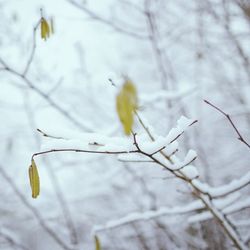 Close-up of white flowers on branch