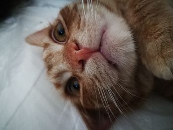 Close-up of cat on bed at home