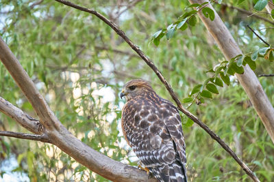 Close-up of eagle perching on tree